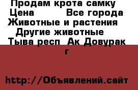 Продам крота самку › Цена ­ 200 - Все города Животные и растения » Другие животные   . Тыва респ.,Ак-Довурак г.